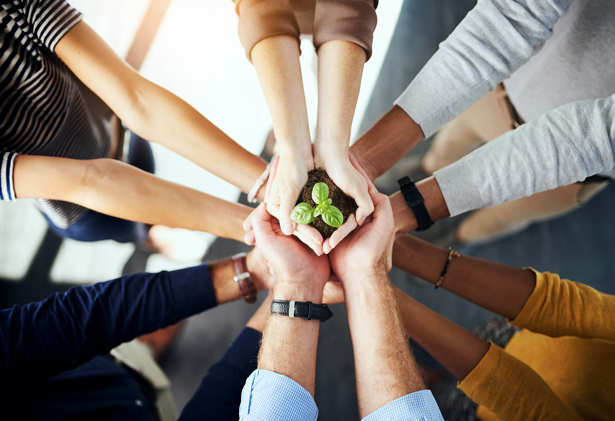 A group of people standing in a circle with their hands together in the center. They are holding a small plant. 